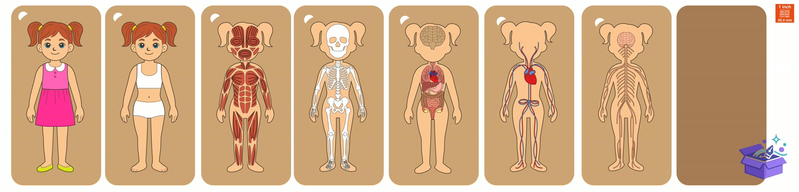 Human Body Organs Ahşap Yapboz Lazer Kesim CNC - Tasarım Çizim Dosyası (SVG, DXF, EPS, PNG) önizleme 3